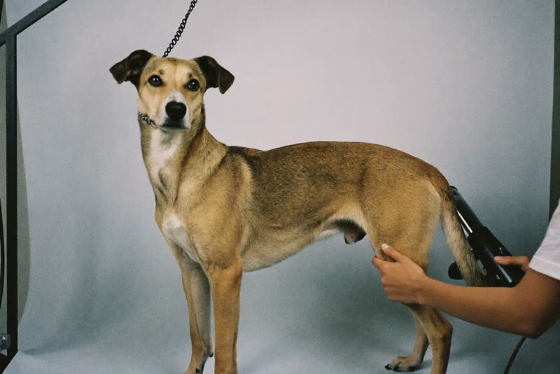 A dog standing calmly on a grooming table while being handled