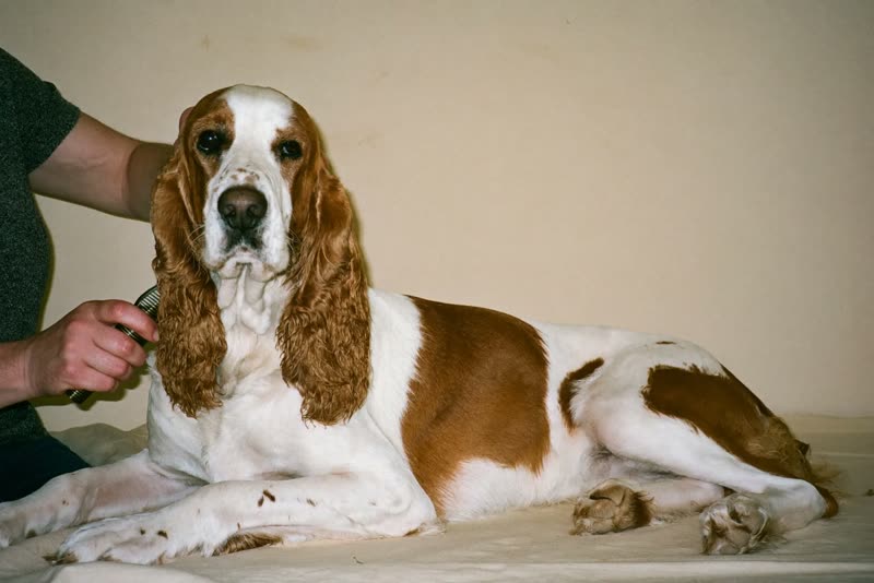 A spaniel resting with a clean, glossy coat after grooming