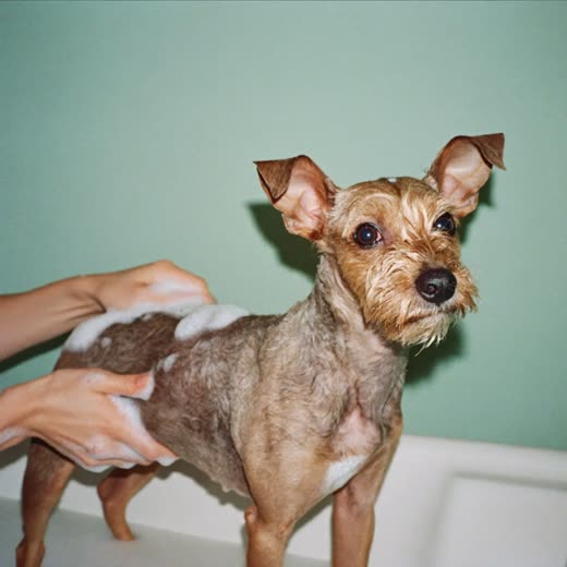 A small dog being bathed and lathered during a grooming wash
