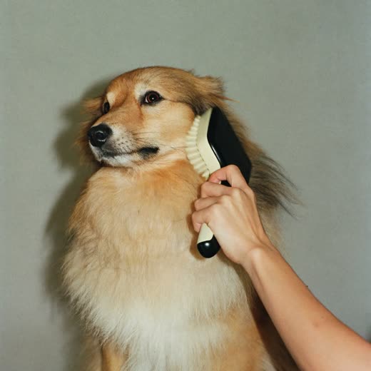 A long-coated dog being brushed and de-shedded